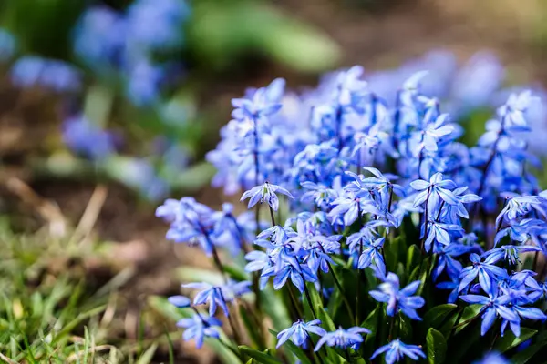 Paskalya ve bahar sahnesi Bahçede açan parlak renkli çiçekler