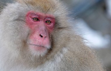 Nagano ilinde kar maymunu, Japonya