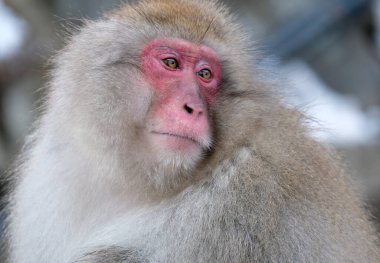 Nagano ilinde kar maymunu, Japonya