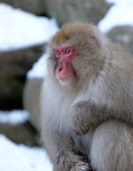 日本长野地区的雪猴 — 图库照片