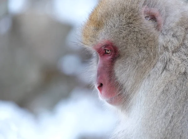 日本长野地区的雪猴 — 图库照片