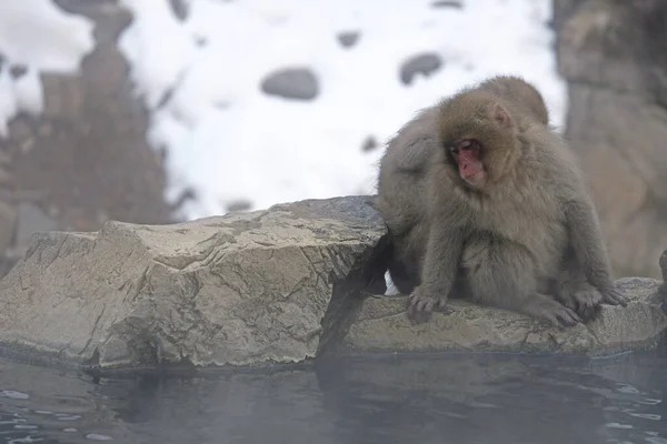 Macaco Neve Sentado Lado Uma Fonte Termal Prefeitura Nagano Japão — Fotografia de Stock