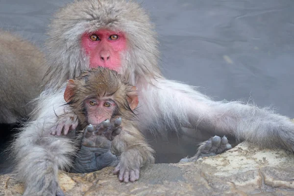 日本长野地区一个温泉里的雪猴父母和孩子 — 图库照片