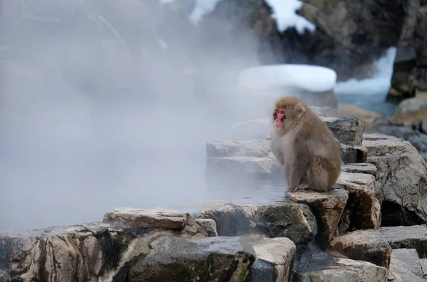 日本长野市 一只雪猴坐在温泉旁 — 图库照片