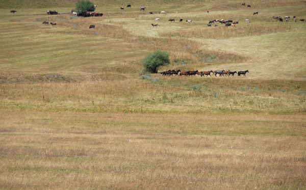 Αγελάδες Και Άλογα Στο Τοπίο Της Στέπας Του Κιργιστάν — Φωτογραφία Αρχείου