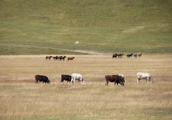 Αγελάδες Και Άλογα Στο Τοπίο Της Στέπας Του Κιργιστάν — Φωτογραφία Αρχείου