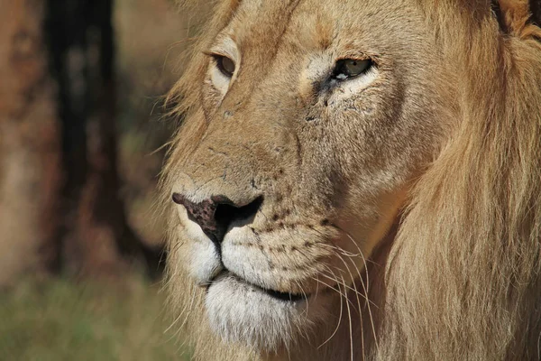 Close Leão Veterano Com Cicatrizes Parque Nacional África Sul — Fotografia de Stock