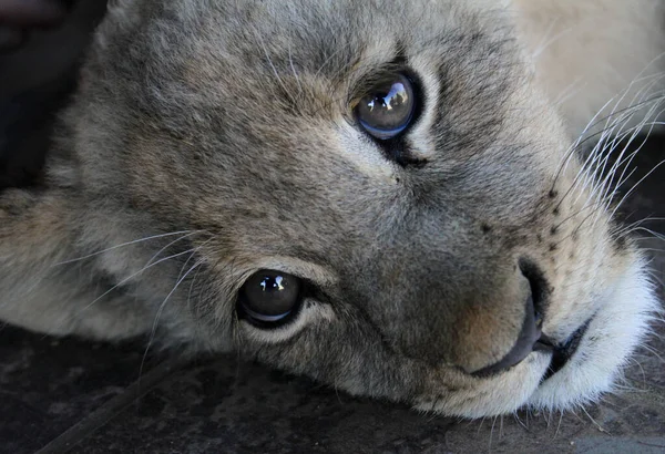 Filhote Leão Bonito África Sul — Fotografia de Stock
