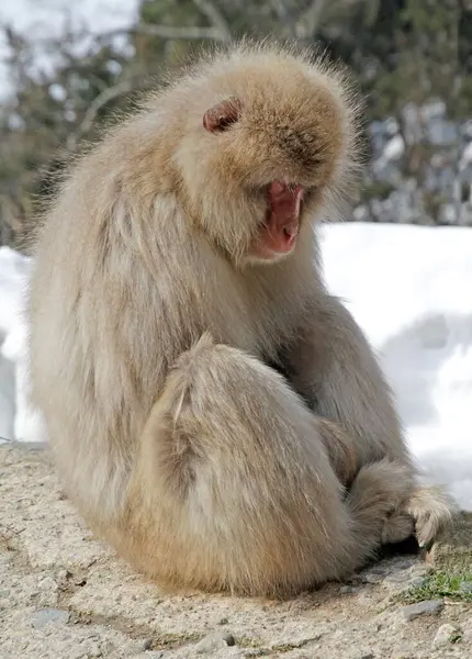 Снігова Мавпа Префектурі Наґано Японія — стокове фото