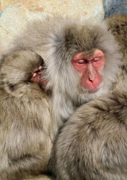 一只雪猴家庭的特写镜头 与一只年轻的猕猴抱在一起 看着摄像机 — 图库照片