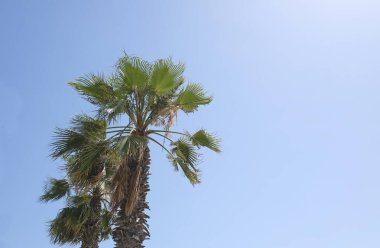 Mavi gökyüzüne karşı palmiye ağaçları