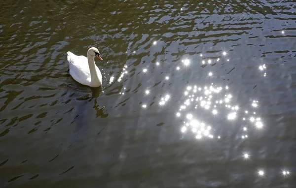 Лебедь Канале Амстердаме Блестящей Водой — стоковое фото