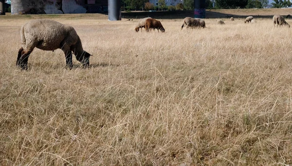 Rebanho Ovinos Pastando Campo Seco Duesseldorf Alemanha — Fotografia de Stock