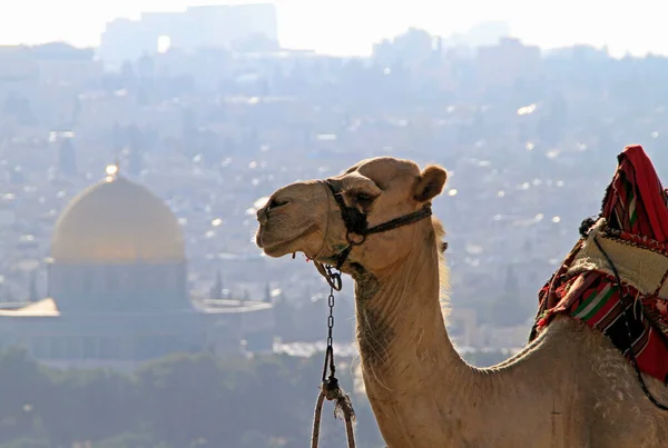 耶路撒冷的骆驼 背景为金色圆顶 — 图库照片
