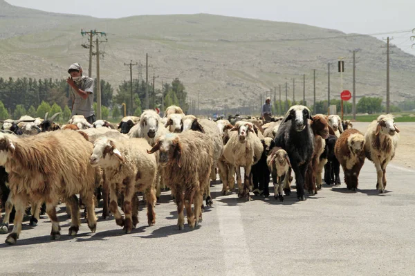 April 2022 Persepolis Iran Shepherd His Flock Sheep Crossing Street — Stock Photo, Image