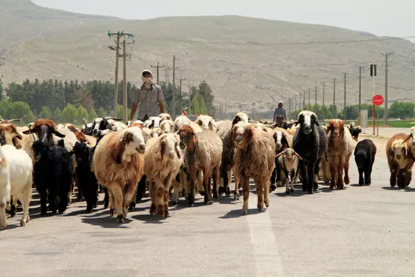 2022年4月7日 伊朗波斯波利斯 一名牧羊人和他的羊群穿过伊朗的一条街道 — 图库照片