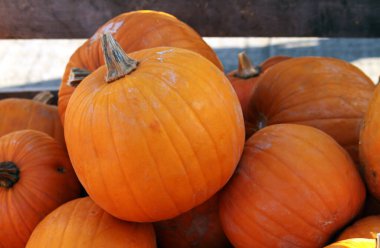 Cadılar Bayramı boyunca Balkabağı Yığını