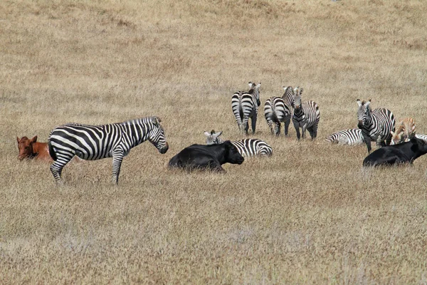 Zebras on a dry grass field in California