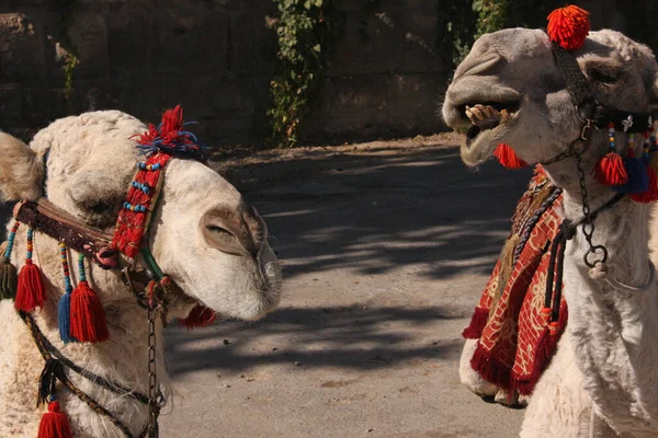 Δύο Καμήλες Παραδοσιακή Διακόσμηση Στο Baalbek Του Λιβάνου — Φωτογραφία Αρχείου