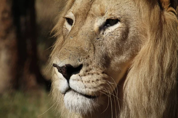 Lähikuva Veteraani Leijona Arvet Kansallispuistossa Etelä Afrikassa — kuvapankkivalokuva