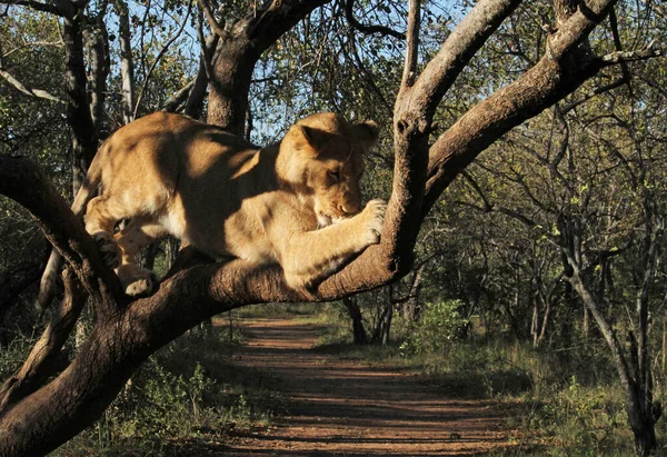 Λιοντάρι Καταβροχθίζει Κοτόπουλο Στο Δέντρο — Φωτογραφία Αρχείου