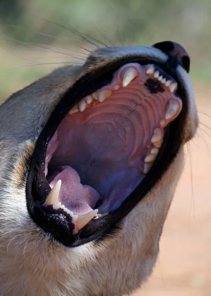 Yawning Filhote Leão África Sul — Fotografia de Stock
