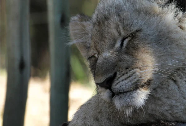 Filhote Leão Dormindo Sombra Uma Estância Vida Selvagem África Sul — Fotografia de Stock