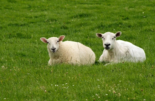 爱尔兰有两只羊在田里 — 图库照片