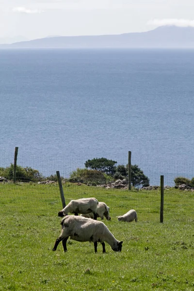 Πρόβατα Αγρό Στην Ιρλανδία — Φωτογραφία Αρχείου