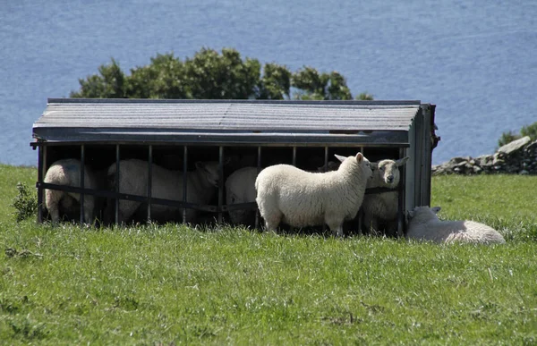 爱尔兰一个田里的羊 — 图库照片