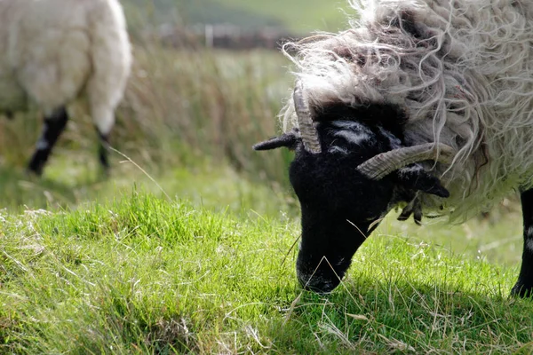 Ovelhas Campo Irlanda — Fotografia de Stock