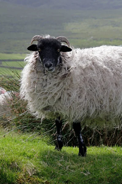 Ovelhas Campo Irlanda — Fotografia de Stock