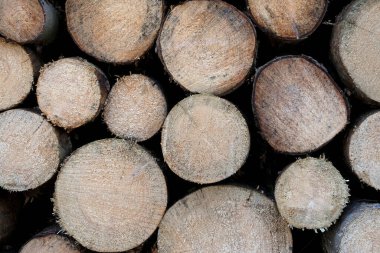 Ormanda istiflenmiş ağaç kütükleri