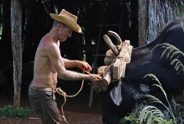古巴维纳斯 2019年7月17日 一位靠近维纳斯的农民在自家农场的小屋附近放牛 — 图库照片