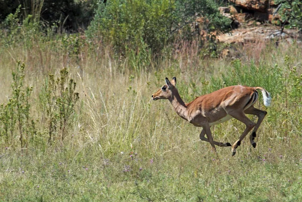 在南非国家公园里在阳光下奔跑的小羚羊 — 图库照片