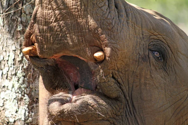 南アフリカの若い象に近づく — ストック写真