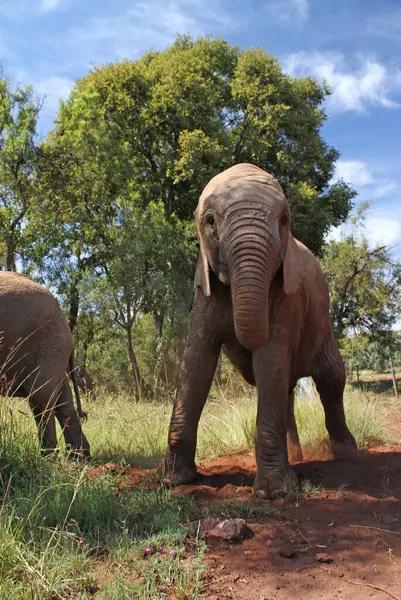 Acercarse Elefante Joven Sudáfrica — Foto de Stock
