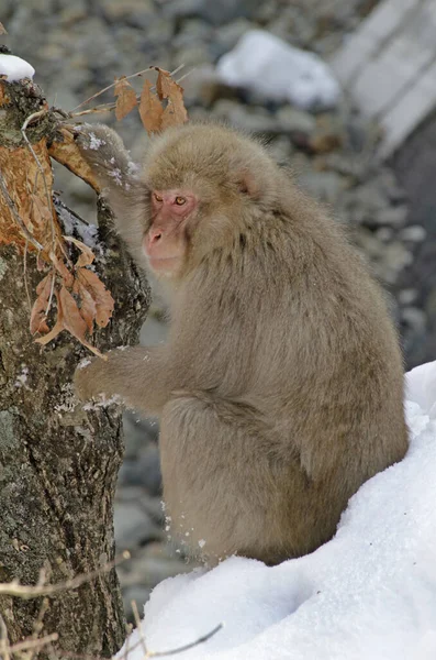 Snow Monkey Nagano Prefecture Japan — Stock Photo, Image