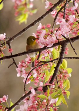 Japonya 'da kiraz ağacında Mejiro