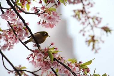 Japonya 'da kiraz ağacında Mejiro