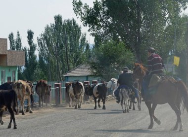 Cholpon-Ata, Kırgızistan - 13 Haziran 2022: Atlı ve katırlı adamlar bir sığır sürüsünü şehrin sokaklarında gezdiriyorlar