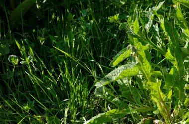 Güneşli bir günde yusufçuk bir bitkide dinleniyor.