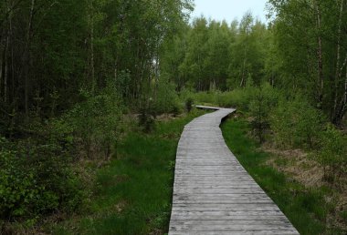 Eifel bölgesindeki bir ormandan geçen tahta patika.