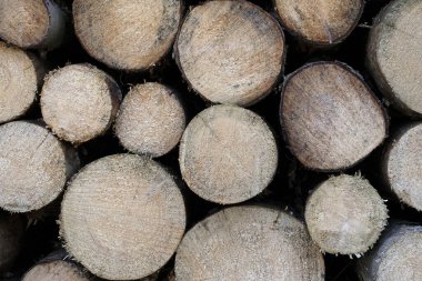 Ormanda istiflenmiş ağaç kütükleri