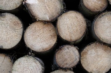 Ormanda istiflenmiş ağaç kütükleri