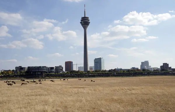 Klimawandel Rhein Schwindet Und Legt Gestein Trockenen Flussbett Düsseldorf Frei — Stockfoto