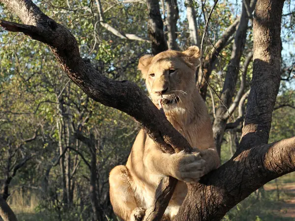 Lion devouring chicken in tree