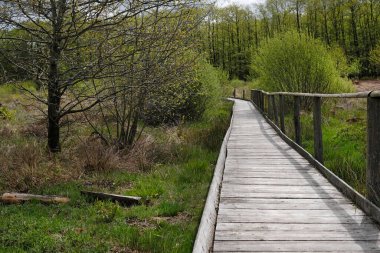 Eifel bölgesindeki bir ormandan geçen tahta patika.