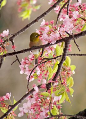 Sakura mevsimi sırasında Tokyo, Japonya 'da bir kiraz ağacında Mejiro