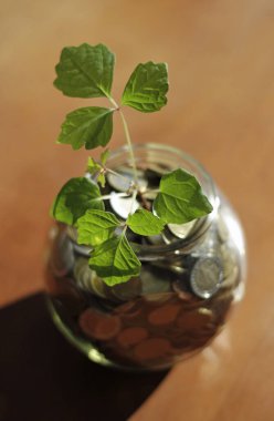 Sürdürülebilir iş başarısı - para dolu cam kavanozdan büyüyen bitki